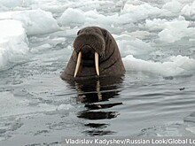 День моржа и День эволюции отмечается 24 ноября