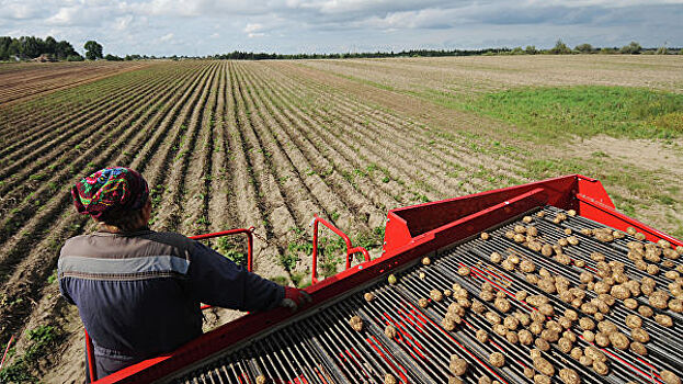 В Северной Осетии открылся Всероссийский день картофельного поля