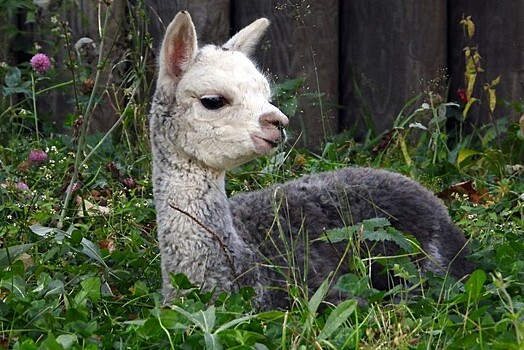 Детеныш альпака родился в Московском зоопарке