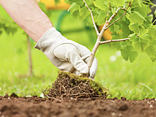 «Сад памяти». Растут они красивые, могучие растут