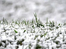 Администрация Волгоградской области отчиталась о состоянии озимых посевов