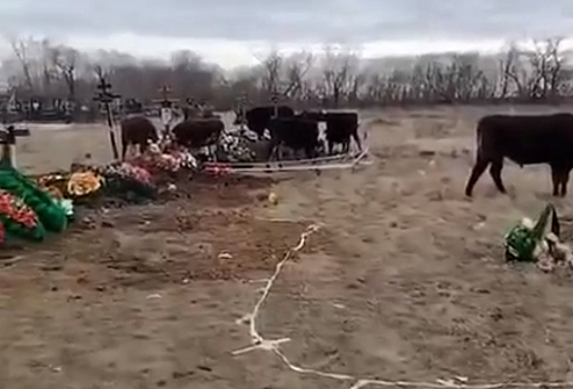 В Омском районе коровы устроили беспорядки на могилах