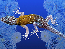 Почему новый вид гекконов назвали в честь Ван Гога