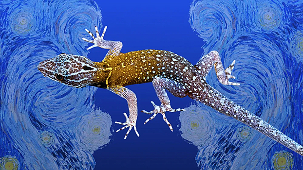 Почему новый вид гекконов назвали в честь Ван Гога