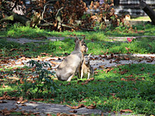 В Калининградском зоопарке впервые родился детеныш патагонской мары