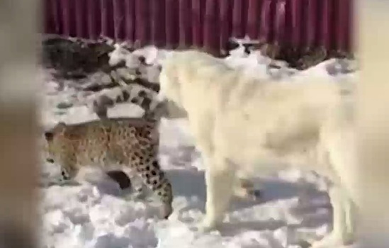 Овчарка «удочерила» леопарда в Приморье