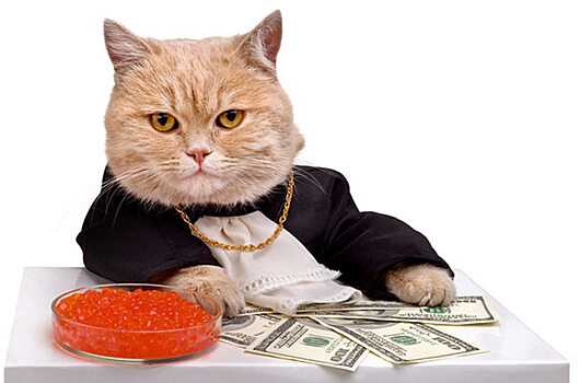 Итальянский кот разбогател на 30 тысяч евро