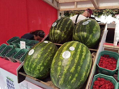 В Подмосковье появилась интерактивная карта бахчевых развалов