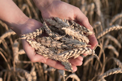 Bloomberg: непогода в России стала одной из угроз запасам пшеницы в мире