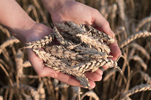 Bloomberg: второй год рекордного урожая укрепил лидерство РФ на рынке пшеницы