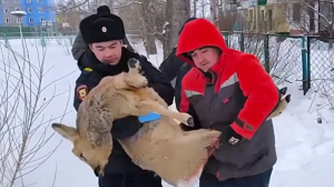 Красноярские полицейские помогли спасти дикую косулю