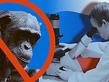 Вирусологи исключили распространение обезьяньей оспы в России
