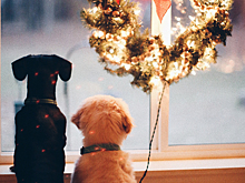 Ветеринар напомнила об опасности угощения питомцев едой с новогоднего стола