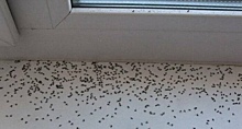 В Новосибирске жители ЖК «Галактика» пожаловались на нашествие мух