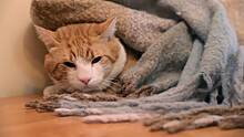 Иммунолог Болибок рассказал, можно ли аллергикам заводить кошек
