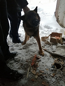 В Самарской области сотрудники полиции спасли от неминуемой гибели упавшую в погреб собаку