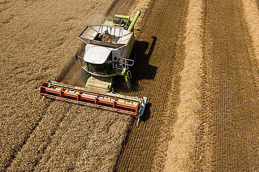 В России начали испытания урожайного и скороспелого сорта пшеницы
