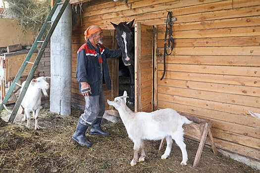 В Зауралье бюджет поможет селянам купить коров и коз для подворий