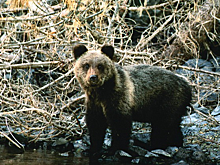 Молодой медведь выгнал тюменских туристов из заповедника на Алтае