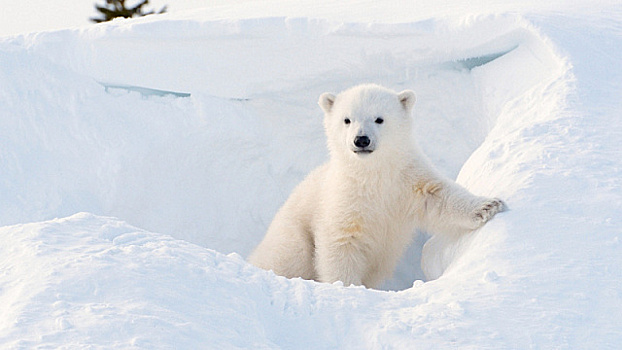 Родившийся в Бразилии полярный медвежонок – любимец посетителей зоопарка