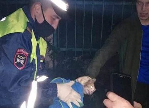 В Татарстане гаишники спасли котенка, лапку которого зажало в моторе ВАЗа