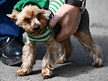 В Челябинской области всех домашних питомцев поставят на учет