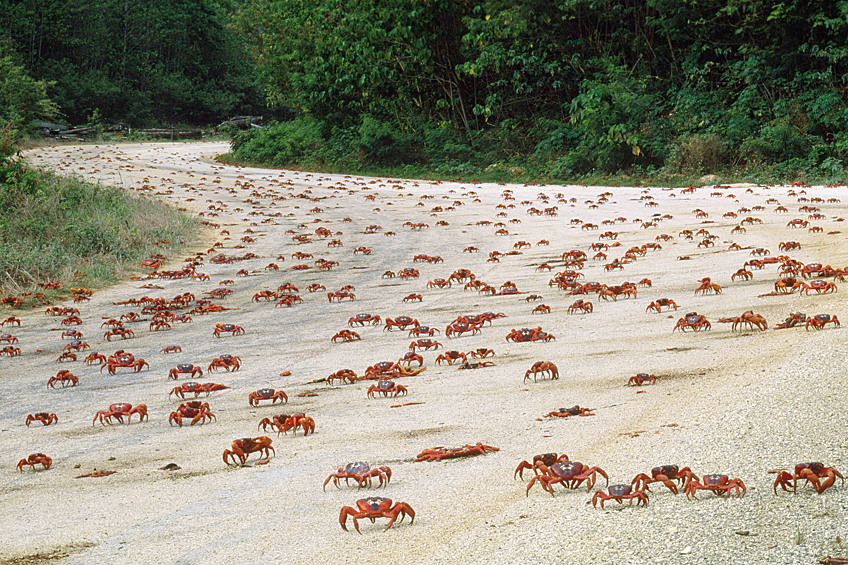 На острове Рождества обитает более сорока миллионов взрослых особей красных сухопутных крабов вида Gecarcoidea natalis. Они мигрируют из норок в океан и обратно, создавая препятствия для пешеходов, водителей и поездов.