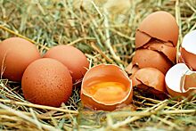 Новосибирский холдинг «Сибирский премьер» сокращает выпуск яиц из-за убытков