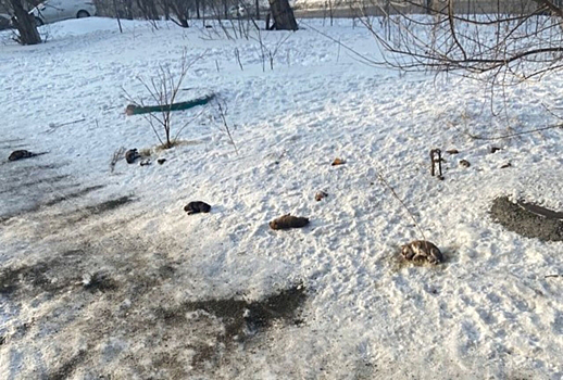 Полиция начала проверку после информации о выкинутых с пятого этажа щенках в Новокузнецке