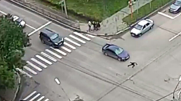 Красноярский «терминатор» перебежал дорогу после мощного удара автомобиля