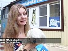 В Ростовской области 29 июля пройдет традиционный день льготной стерилизации кошек и собак