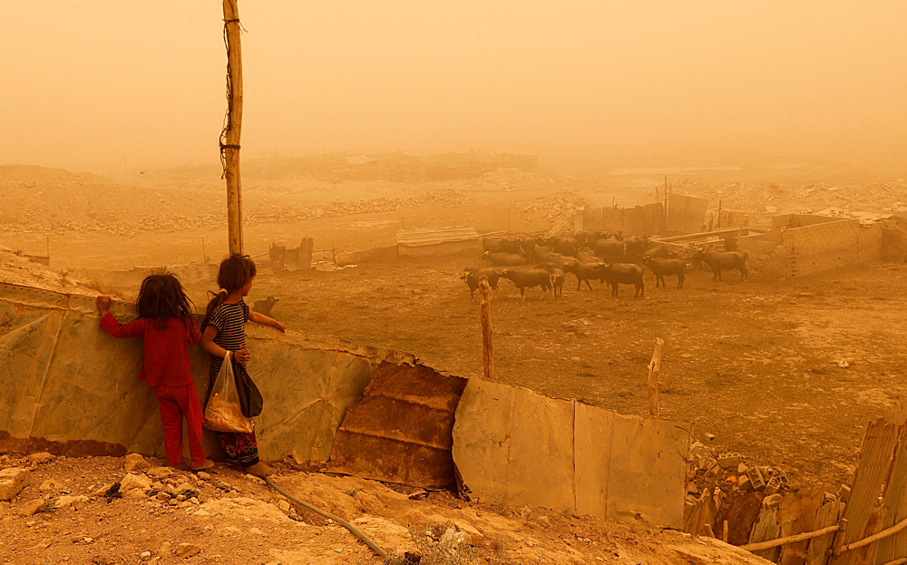 Дети смотрят на буйволов во время песчаной бури в восточном районе Багдада Аль-Футелия