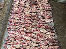 Расследование раскрыло масштабную схему незаконной торговли рыбой в Волгоградской области