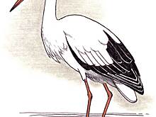 Спортивно-досуговый центр “Ратмир” выложил новый видеоурок по рисованию