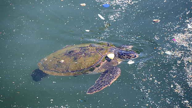Смертельные граммы: учёные назвали опасные дозы пластика для черепах и китов