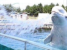 Белуха, облившая водой посетителя океанариума, восхитила Сеть
