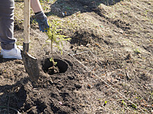 В Новосибирске прошел экосубботник с закладкой Аллеи Памяти