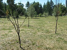 В Челябинске назвали деревья и кустарники, которые прижились хуже всего