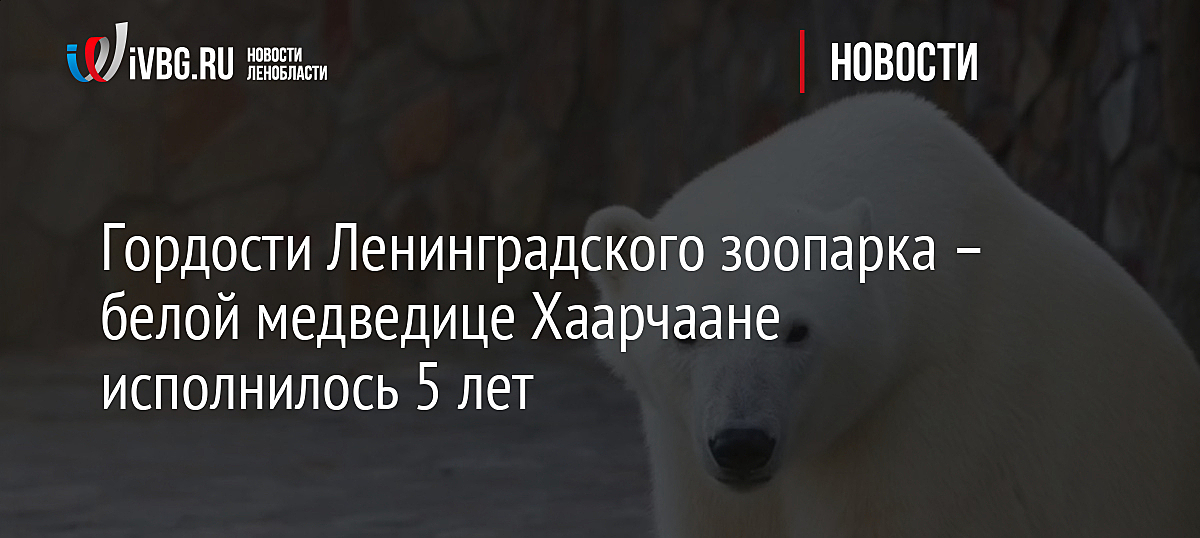 Гордости Ленинградского зоопарка – белой медведице Хаарчаане исполнилось 5 лет