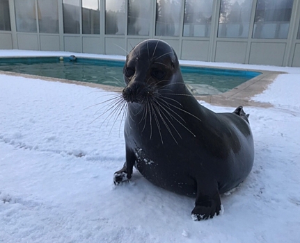 Фоторепортаж: нерпенок Крошик радуется первому снегу в Петербурге