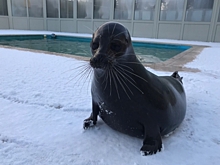 Фоторепортаж: нерпенок Крошик радуется первому снегу в Петербурге