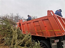 Сотрудники «Жилищника района Черемушки» активно занимаются вывозом новогодних елок из пунктов приема