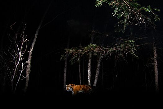 От Антарктиды до тропиков: «активные граждане» выберут лучшие фотографии дикой природы со всего мира