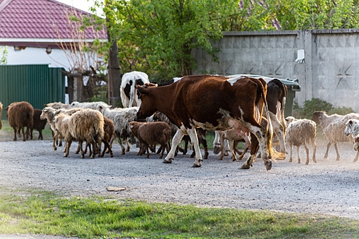 В поставлявшемся в регионы Сибири сухом молоке нашли вредные для здоровья вещества