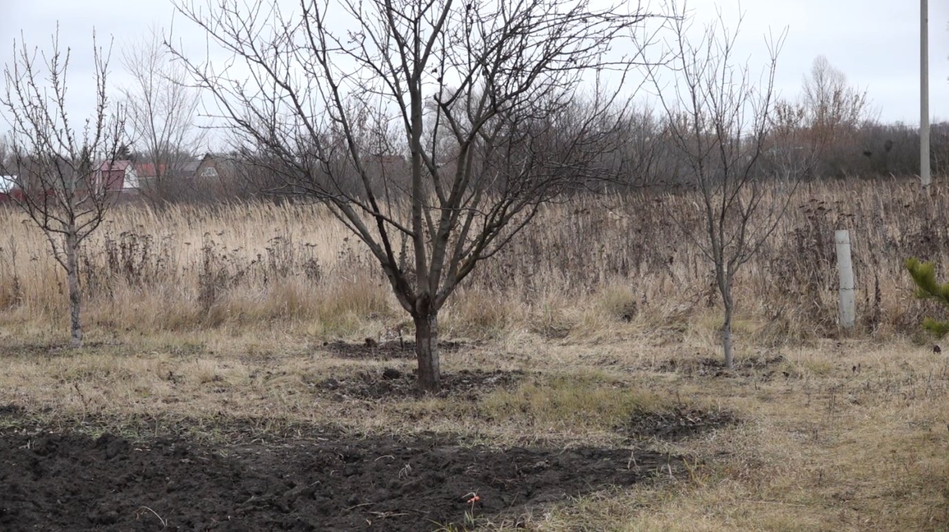 Пензенцу грозит до 10 лет тюрьмы за сорванное рядом с городом растение