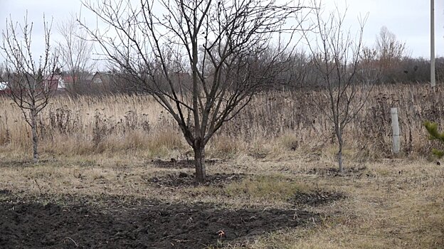 Пензенцу грозит до 10 лет тюрьмы за сорванное рядом с городом растение