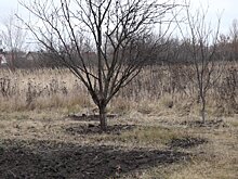 Пензенцу грозит до 10 лет тюрьмы за сорванное рядом с городом растение