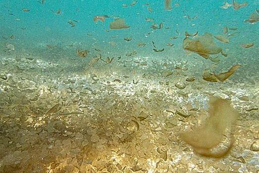 Туристов озадачили водоросли на популярном пляже