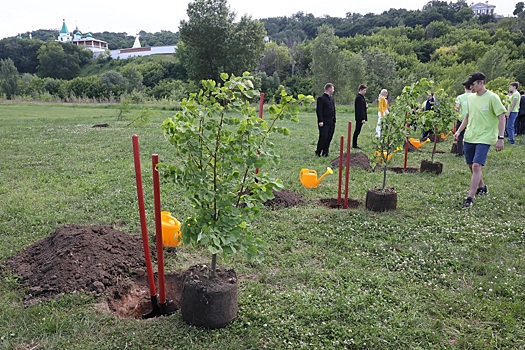 В Нижнем Новгороде высадят 5000 деревьев до конца 2021 года