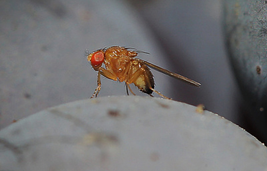 Сибирские ученые обнаружили космических мух-мутантов